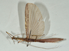 CollectionObject 1561269; 88ea192f-2d65-415d-bf30-3d6495bb4678: copyright USNM, Washington. (CollectionObject).