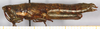 CollectionObject 1499595; 622466ed-f3f4-483c-a126-bd57b4a2025f: female, lateral view (allotype). (CollectionObject).
