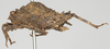 CollectionObject 1577215; NNM 587685, 59738f32-cfd5-495e-887c-53432481948f: female, lateral view (syntype). (CollectionObject).