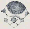 Head on Adippe testudo Buckton, 1903: (Observation).