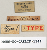 CollectionObject 1540639; 187a327a-60c2-4256-b060-c66c90d37161: female, labels (holotype). (CollectionObject).