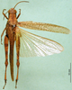 CollectionObject 1502297; 4a39f291-9565-463c-b4cc-9633f7dee0b5: female, dorsal view (paralectotype). (CollectionObject).