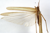 CollectionObject 1529820; 50f1a515-fcf5-4b97-a401-14cd929a492a: male, dorsal view (lectotype of Tylopsis meruensis). (CollectionObject).