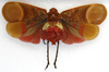 Habitus, dorsal view: !! display not done !! on Scamandra fasciata Distant, 1906: (Observation).