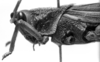 CollectionObject 1533406; ac436768-3a08-4dba-b7ae-e460c918db05: Image Carbonell, C.S. male head and pronotum, lateral view (holotype). (CollectionObject).