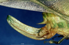 CollectionObject 1505466; ced82651-8c6e-465c-9d43-e291ac7147b7: female ovipositor (allotype). (CollectionObject).