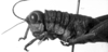 CollectionObject 1532918; c14cef56-0a9a-417e-b5f9-e83b0900c4ee: Image Carbonell, C.S. female head and pronotum, lateral view (syntype or paralectotype). (CollectionObject).