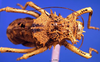 CollectionObject 1568347; 55799a4a-7362-41ad-9397-a23e03c6d0ef: male, dorsal view (syntype of Acanthoproctus elaphos). (CollectionObject).