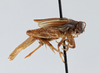 CollectionObject 2765710; CNCI 311958, 4b2094a3-9c36-45e7-b246-af088bee92c9: Eunemobius carolinus carolinus. Lateral view. (CollectionObject).