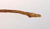 CollectionObject 1557732; 5b104d7d-9326-4b85-a238-e2e6b186c89f: copyright MNCN, Madrid. male: emd of abdomen, lateral view (syntype). (CollectionObject).;CollectionObject 1557733; 2a6b8945-348f-4230-9363-ba0f5bbe7296: copyright MNCN, Madrid. male: emd of abdomen, lateral view (syntype). (CollectionObject).