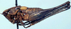 CollectionObject 1522434; 284e5ec8-77de-4c58-9604-f4c815fe52d1: male, lateral view (holotype). (CollectionObject).