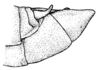 Dichromatos schrottkyi (Rehn, 1918): Pl. 18, Fig. 17 (after type). male abdomen tip, lateral view. (Otu).