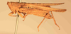 CollectionObject 1584234; c8549a0f-f976-4585-905c-9c01ed767e42: male, left lateral view (neoallotype). (CollectionObject).