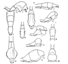CollectionObject 1561900; a4e7a645-6798-4874-8111-6a88378a157a: original publication. male (holotype) and female (paratype). (CollectionObject).