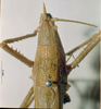 CollectionObject 1537779; NNM 3223515, d471429f-f1be-4935-820e-eb3df24a5308: male head and pronotum, dorsal view. (CollectionObject).