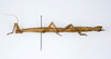 CollectionObject 1591896; acb19454-91fe-4db1-8508-ffc928ca2afd: copyright USNM, Washington. female, lateral view (paratype). (CollectionObject).;CollectionObject 1591897; d1971875-9839-4678-8b9d-2ea18fbdd7eb: copyright USNM, Washington. female, lateral view (paratype). (CollectionObject).