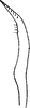 Stylus: !! display not done !! on Empoasca (Empoasca) kraemeri Ross & Moore, 1957: Stylus. (Observation).