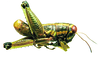 Chromousambilla latistriata (Ramme, 1929): male, lateral view. (Otu).