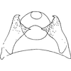 Pygofer ventral appendages, ventral view: !! display not done !! on Jassargus Zakhvatkin, 1933: Pygofer ventral appendages, ventral view. (Observation).