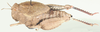 Batrachornis hottentotus (Saussure, 1884): lateral view. (Otu).