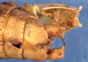 Idiostatus birchimi Rentz, 1973: male cerci (paratype). (Otu).
