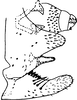 Pygofer, lateral view on Damaniana aurantiaca (Thapa, 1989): Pygofer (D. aurantiaca Thapa). (Observation).