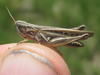 Orphulella pelidna (Burmeister, 1838): female (about 1 mile west of Antioch, Nebraska, 18 July 2020). (Otu).