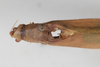 CollectionObject 1505827; 5e71975e-4ca4-4de7-8ba1-4b47be8d796c: Male, dorsal view (syntype). (CollectionObject).