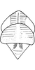 Head: !! display not done !! on Diceratalebra interrogata (Knull, 1940): Head and thorax. (Observation).