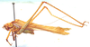 CollectionObject 1543660; a8c5c207-6359-44d2-a281-7b1f779ddbf4: male, lateral view (holotype). (CollectionObject).