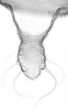 Aedeagus, ventral view.: !! display not done !! on Aphis (Aphis) oestlundi Gillette, 1927: alate viviparous female: Cauda (CA) of A. oestlundi. (Observation).