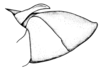 Leiotettix viridis Bruner, 1906: Fig. 4. male abdomen tip, lateral view. (Otu).