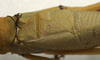 CollectionObject 1535078; c01a7bb7-e959-458c-a542-8c77e7c05b51: male stridulatory area (lectotype). (CollectionObject).
