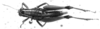 CollectionObject 1505069; aa0a1db7-b0ae-4084-beac-431688a568bc, DORSA D015AF01: Image Carbonell, C.S. female, dorsal view (holotype of Eusitalces amazonicus). (CollectionObject).