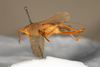 CollectionObject 1474980; e7c48550-8a08-4156-be09-8b3b23a7a429: female, lateral view (holotype). (CollectionObject).