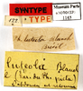 CollectionObject 1587232; MNHN(SF IMPORT DUPLICATE) MNHN-EP-EP1165, 5826c7ee-1a63-4617-8ca8-82ffc4a78208: CC BY-NC-ND 4.0/MNHN - Depraetere Marion - 2014. Syntype, female, of luteola Blanchard, 1837. Specimen number: MNHN-EP-EP1165. http://coldb.mnhn.fr/catalognumber/mnhn/ep/ep1165. (CollectionObject).