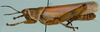 Zonocerus elegans elegans (Thunberg, 1815): male, lateral view (Zonocerus elegans). (Otu).