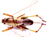 Pseudacrodonta nigrospinosa (Bolívar, 1900): female, dorsal view. (Otu).