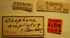 CollectionObject 1593845; 361155bc-f786-41b6-b65d-26d6baf32387: Ozophora ampliatus - Holotype Labels (NMNH) - (CC BY-NC 3.0) - Photo by Pablo M. Dellapé with permission from the National Museum of Natural History (NMNH), Smithsonian Institution, Washington, D.C. (CollectionObject).