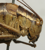 CollectionObject 1535007; 4d2f7c32-a23a-4563-b465-5bf9b9c305e9: female, head and pronotum, lateral view (syntype of Barbitistes sanzii). (CollectionObject).