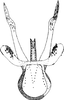 Aedeagus, ventral view on Allotapes nigrifacies Emeljanov, 1964: Aedeagus, ventral view. (Observation).