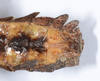 CollectionObject 1561347; 5a63e521-646b-4ab6-8509-b8f9e351fd69: copyright ANSP. female: end of abdomen, ventral view (holotype). (CollectionObject).