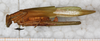 female, lateral view. Depicts CollectionObject 1565841; c9600cbd-b49d-482d-bfd3-3d5d7dc28546, a CollectionObject.