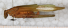 CollectionObject 1565841; c9600cbd-b49d-482d-bfd3-3d5d7dc28546: female, lateral view. (CollectionObject).