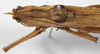 CollectionObject 1539575; d056269b-f56c-4b65-9fc1-d1fef7365223: male pronotum dorsal (syntype). (CollectionObject).