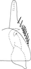 Subgenital plate, ventral view on Cicadulina (Cicadulina) bipunctata (Melichar, 1904): Subgenital plate. (Observation).