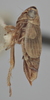 Habitus, lateral view on Athysanella (Amphipyga) obesa Ball & Beamer, 1940: Lateral. (Observation).