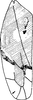 Forewing on Eurhadina (Singhardina) rubrivittata Chiang, Hsu & Knight, 1989: Forewing. (Observation).