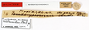 CollectionObject 1562291; ad7e283b-1229-4d30-b3dc-7b967880724c: copyright MNHN, Paris. male, data labels (lectotype). (CollectionObject).