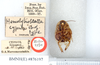 Hemelytroblatta cypria Chopard, 1929: Photo Rob de Vos, © Natural History Museum, London. Hemelytroblatta cypria Chopard, 1929. Holotype male, ventral view. (Otu).